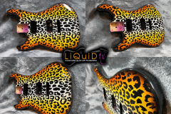 Cheetah1
